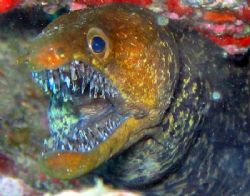A smile of a moray eel... by João Monteiro 